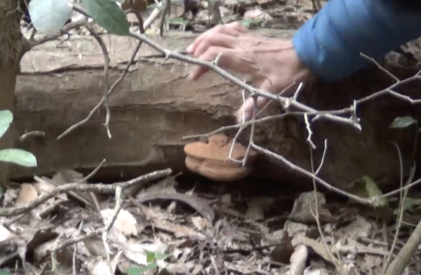 Conociendo el reino funghi: caminata de reconocimiento de hongos en el Vivero Cosme Argerich